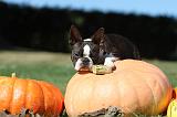 BOSTON TERRIER 064